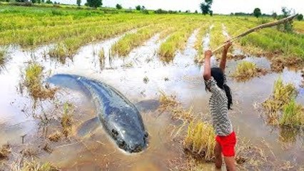 Amazing Two Little Sister Catch Big Fish Using Stick - How To Catch Fish and Cook in Siem