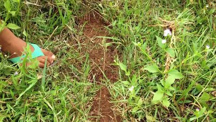 Awesome Quail & Bird Trap Using Mp3 Calling Sound - Amazing Catch Quail With Net Quail Trap