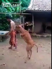 Une vache sans pattes avant marche sur ses pattes arrières