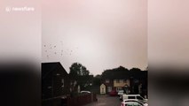 flock of birds flying in eery sky over Cardiff as Ophelia approaches