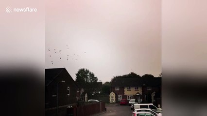 flock of birds flying in eery sky over Cardiff as Ophelia approaches