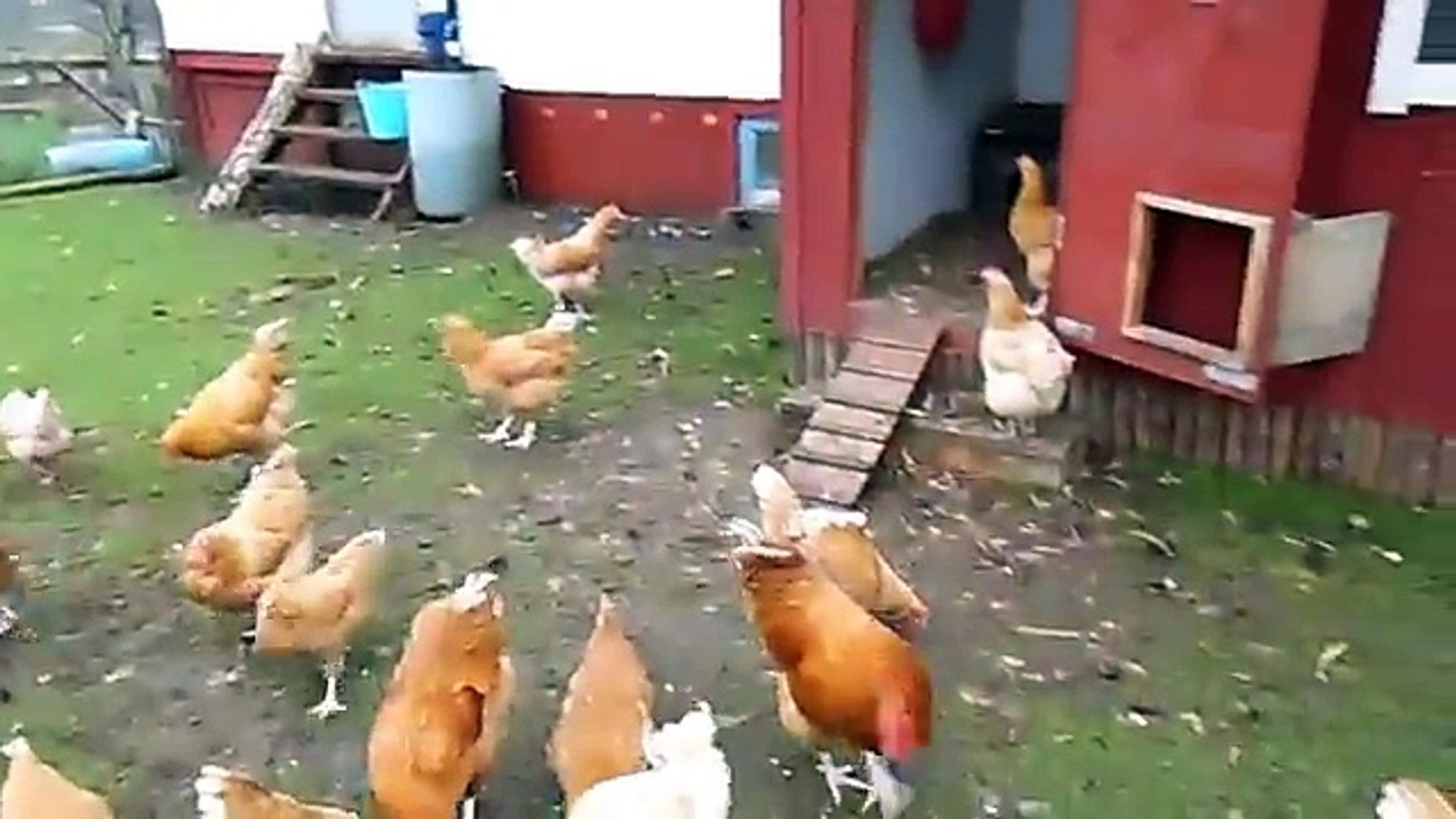 Crazy chickens and lazy roosters