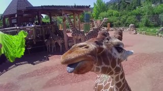 Feeding Giraffes with 20 inch Tongues!