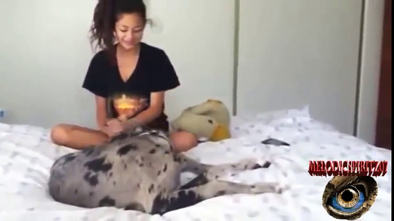 Dog Mauls Girl Videos De Mujeres Y Perros 8 Mujeres Que Juegan Con Los Perros By Melodicspiritz07