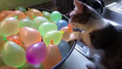 Cats VS Balloons funny animals