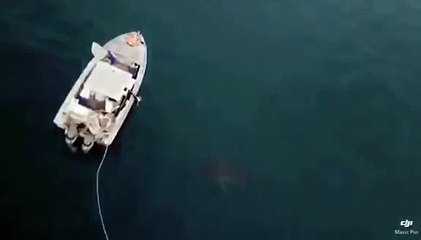 Agressivité d'un requin blanc auprès d'un bateau de pêcheurs !