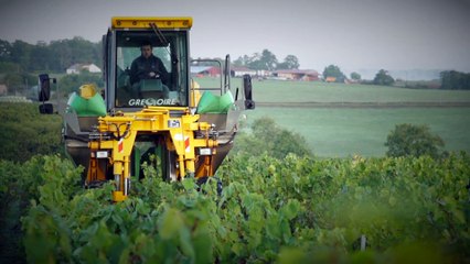 C'est de saison : Les vendanges, comment faire du bon vin ?