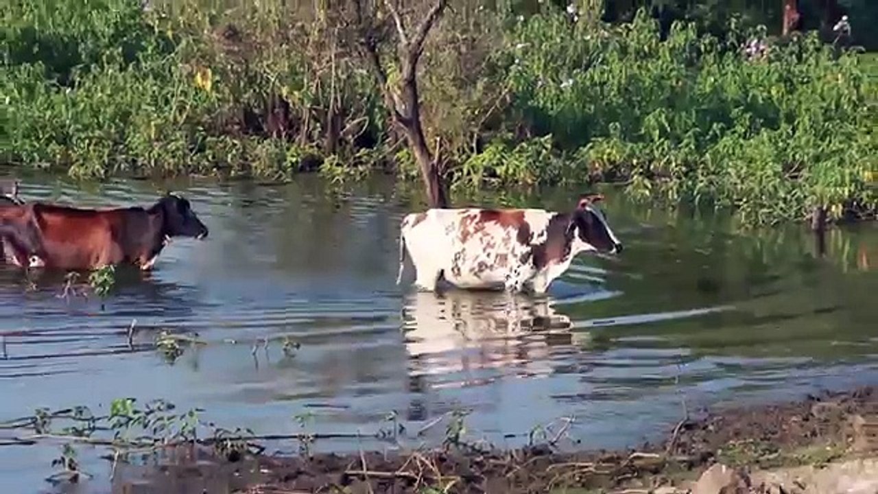 Cow For Kids | Cow Videos For Children | Cow Video for Kids