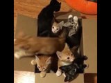 Adorable Foster Kittens Love Playing in Their Box