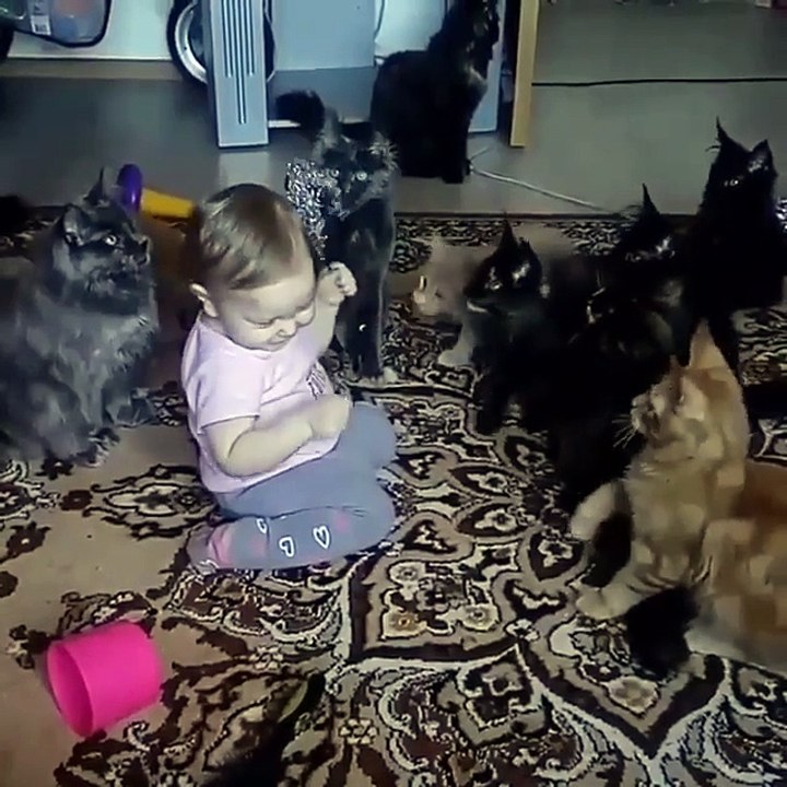 Video Kucing Lucu #034 | Vera Kitty 2017