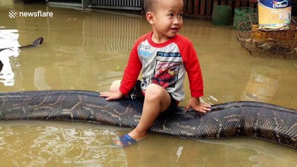 Three-year-old boy rides python during deadly floods in Vietnam