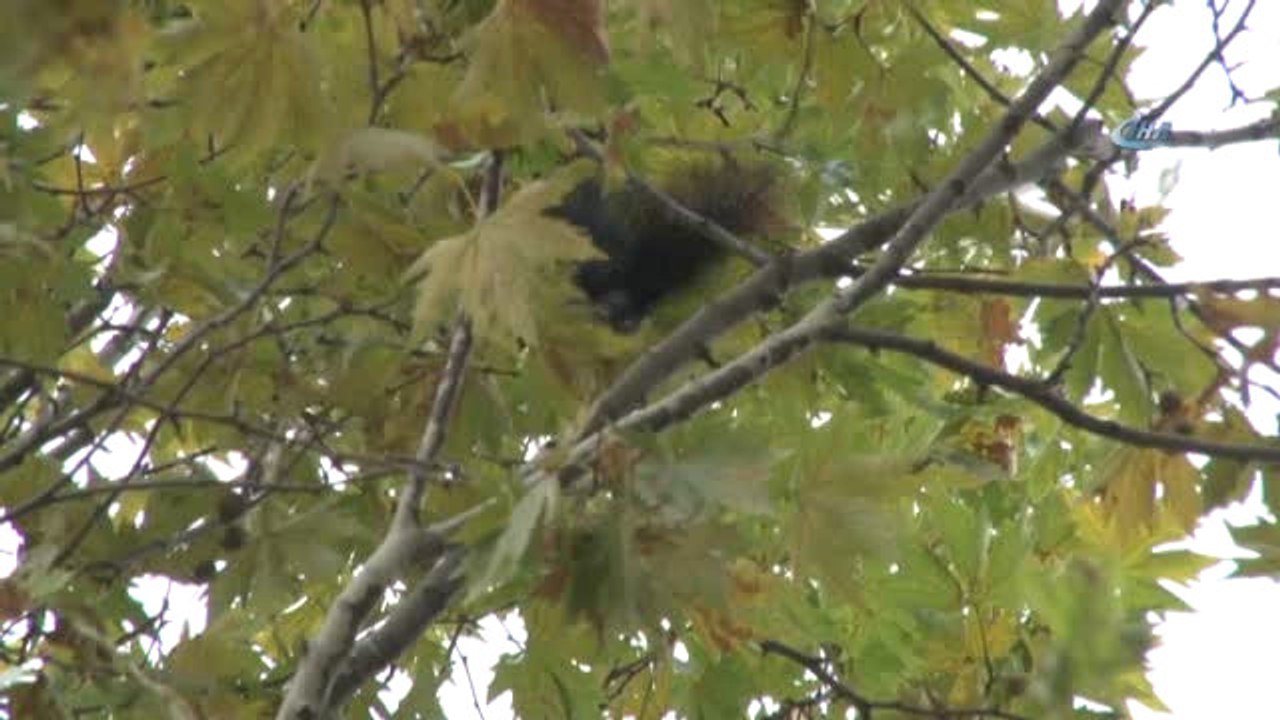 Ağaca Takılan Kuş, İtfaiye Ekiplerini Seferber Etti