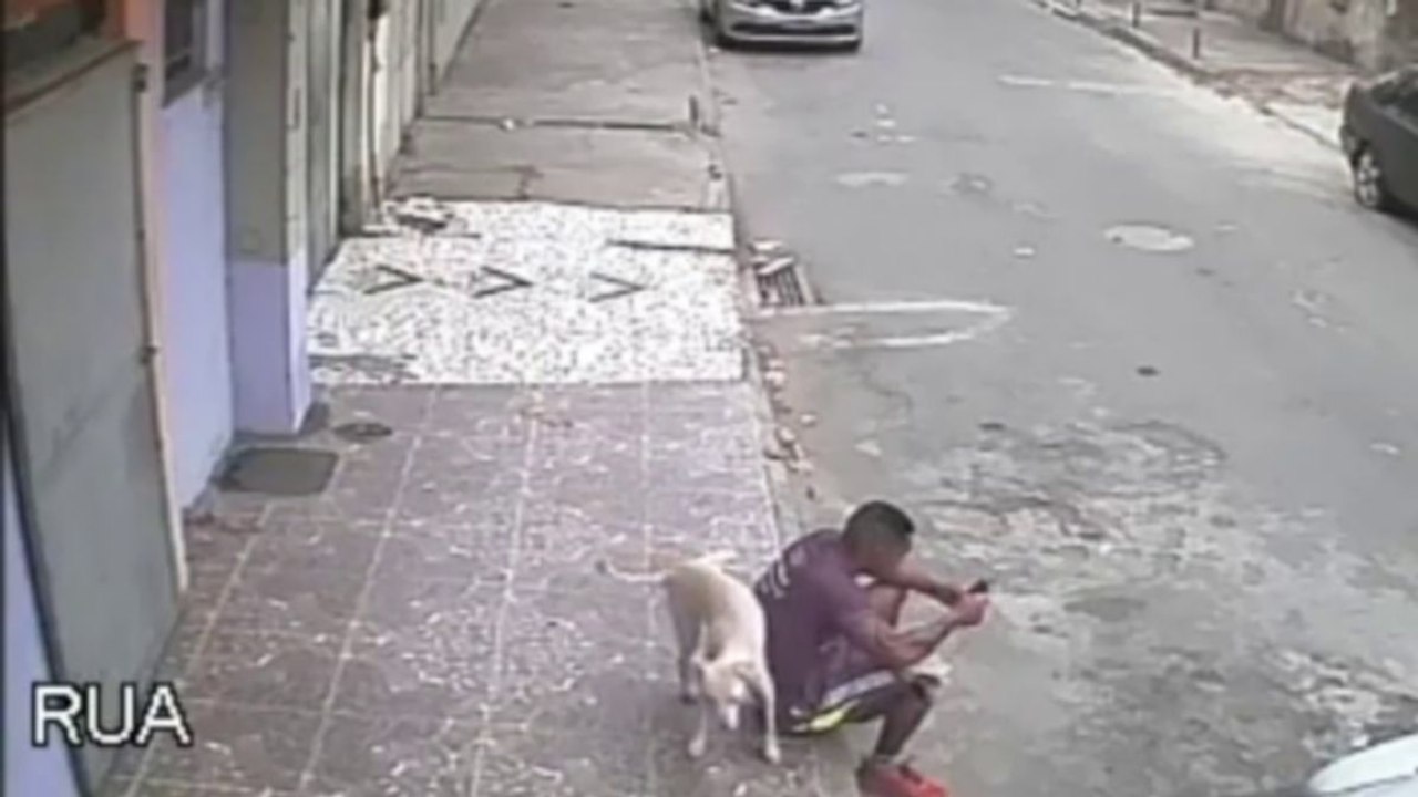 Un chien pisse sur un homme