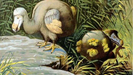 10 animales maravillosos cazados hasta su extinción Parte 1