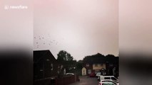 flock of birds flying in eerie sky over Cardiff as Ophelia approaches