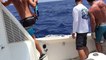 Australia Black Marlin Tag-and-Release Video