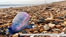 Tropical storm Ophelia: Deadly Portuguese Man o' War wash up on English shorelines