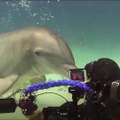 Ce dauphin embrasse des plongeurs sur la bouche... Gros bisous adorables