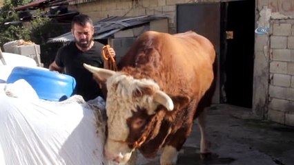 1 Ton 750 Kiloluk Dana 40 Bin Liraya Satıldı