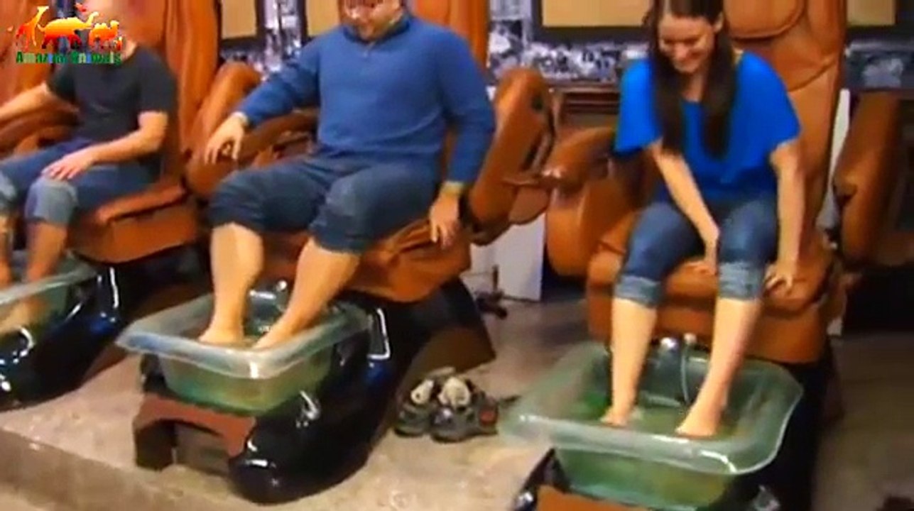 Fish SPA pedicure. Garra rufa fish doctor treats skin diseases / Creeping Healers