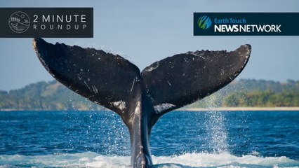 Reptile bust, Malfoy wasp & black rhinos return to Chad