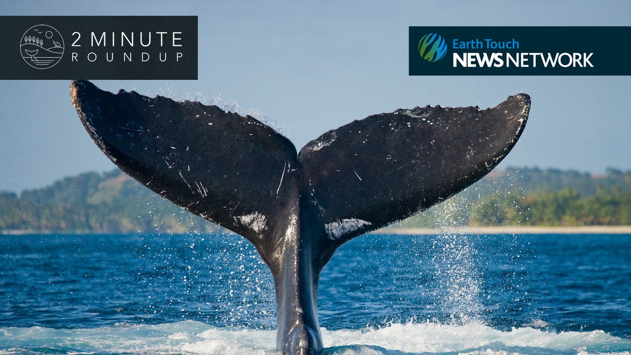 Reptile bust, Malfoy wasp & black rhinos return to Chad