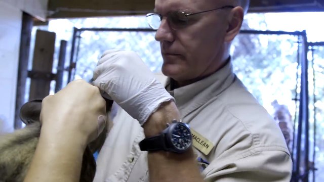 African Painted Dog Pups Get First Health Check-up at Audubon Nature Institute