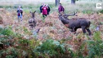 Deer stalking: Footage captures crowds of people getting dangerously close to stags during rutting season at Richmond park