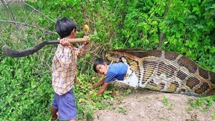 Wow! Two Clever Brothers Trap Big Snakes Using Very First Metal Net Trap