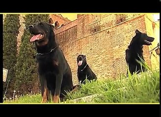 PASTORE DELLA BEAUCE trailer documentario