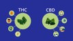 Introduction of Cannabis : What are CBD & THC ? How It Work & How can you use it to treat medical conditions ?