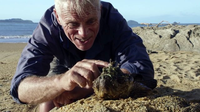 The Lethal Stinging Stone Fish River Monsters
