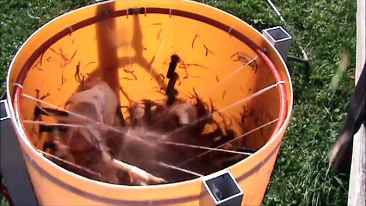 Butchering Egg Laying Chickens: From Barn to Can