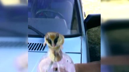 Pet Şişeye Sıkışan Fareyi Kurtarıp Doğaya Bıraktı