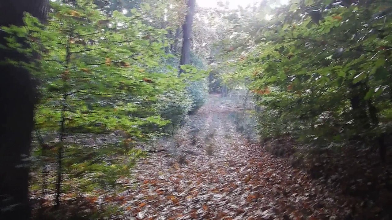 Wild boar near Arnhem