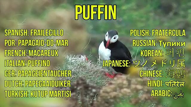 Arctic Animals for Kids - Arctic Animal Sounds for Children to Learn | Snow Animals & Polar Animals