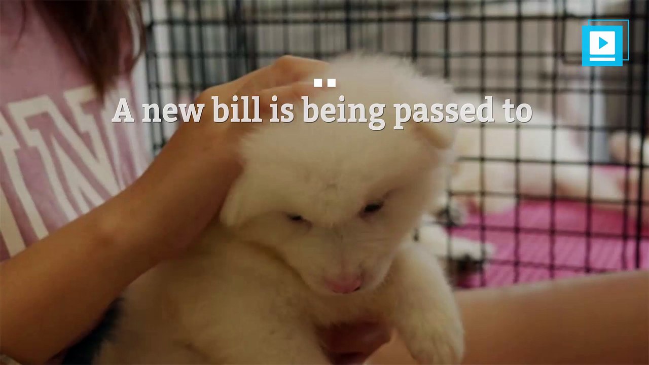 New California law says pet stores must only sell rescues