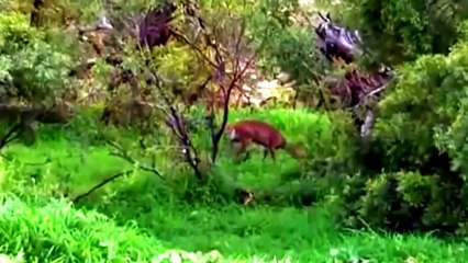 El mundo Animal Documental - GRANDES FELINOS, LEONES, LEOPARDO, GUEPARDO Y MAS