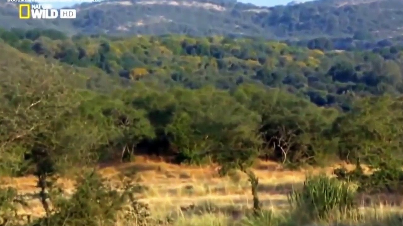 El mundo Animal Documental - TIGRES ASESINOS, LA VENGANZA DEL TIGRE