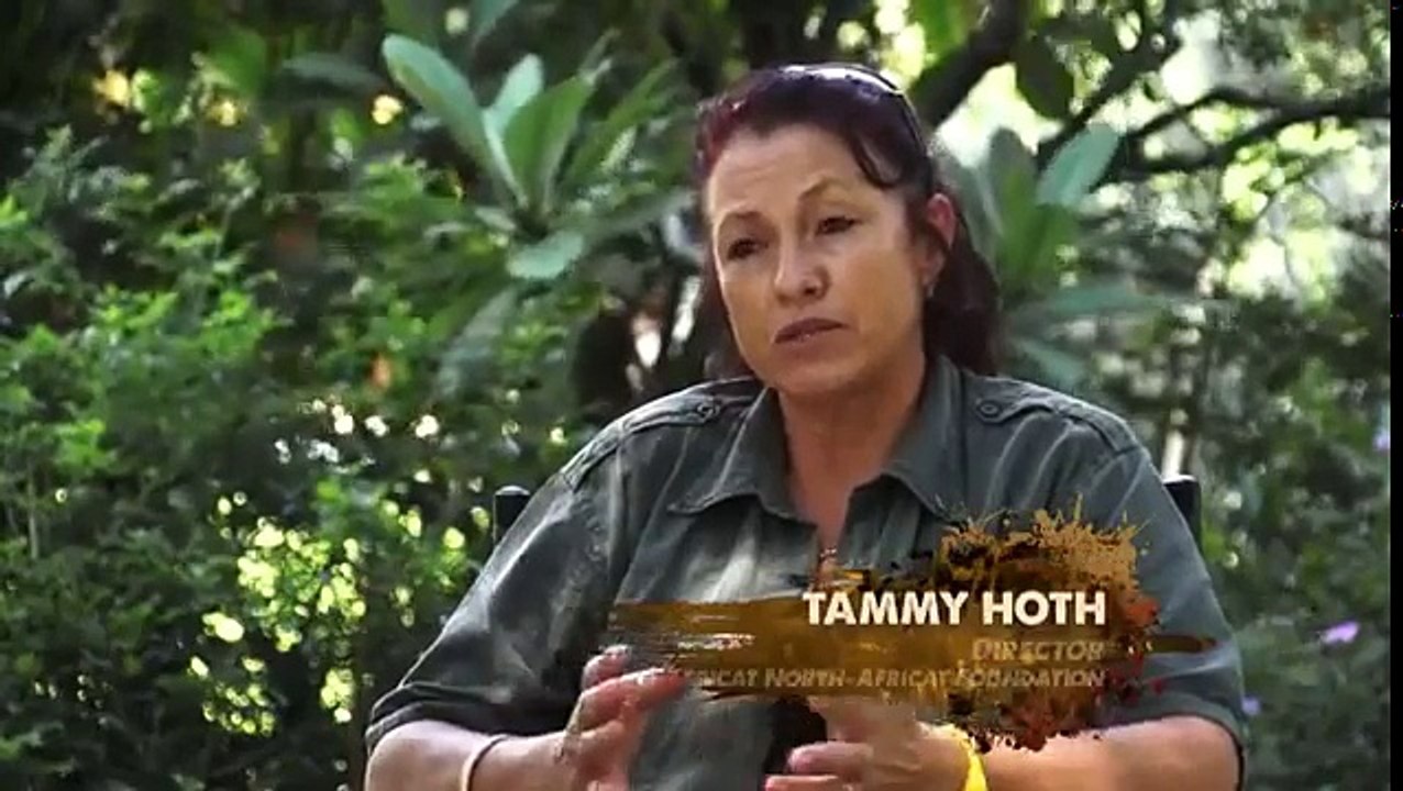 El mundo Animal Documental - Leones   LA ULTIMA LEONA   una historia de sobrevivencia