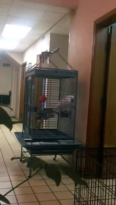 Parrot Making Inappropriate Noises