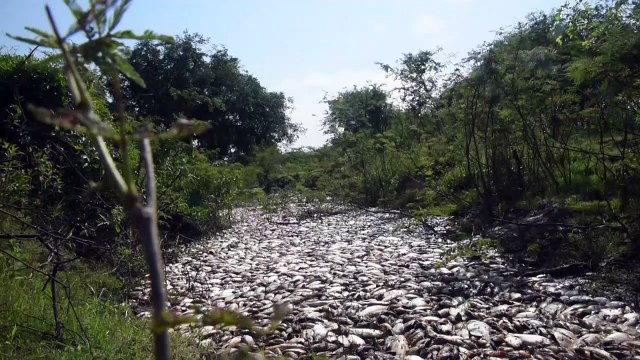 Paraguay:Des milliers de poissons trouvés morts dans une rivière
