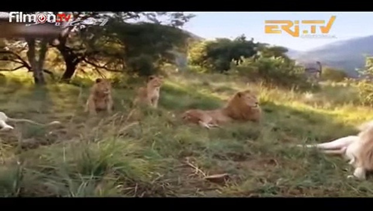 መደብ ፓኖራማ አገራሚ ምስ አንበሳ ዝዓረከ ሰብኣይ    Eritrean panaroma news 15 october