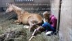 Pregnant Horse Finally Gives Birth, But What Her Owners See Next Makes Their Jaws Drop