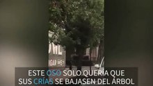 Osos bajan de un árbol en el medio de la ciudad