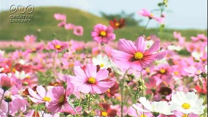 本川祐治郎　秋の花がキレイ