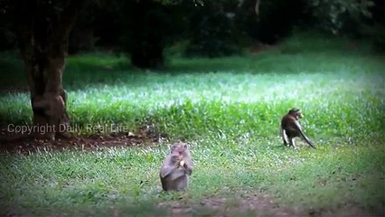 woow !! Amazing Two smart girls playing with crazy funny monkey 2017