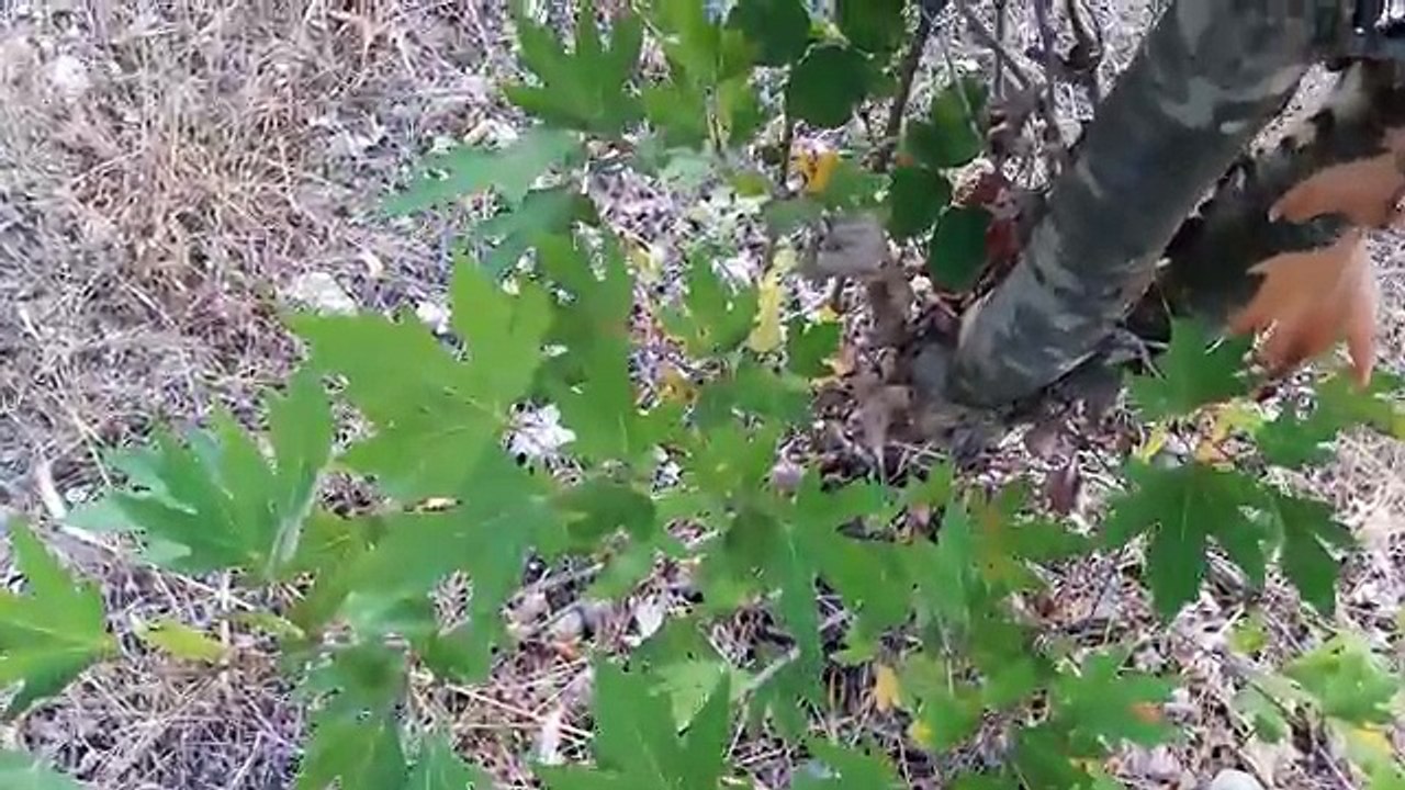 Kuzenim Esma ile Ormanda gizemli Danette avına çıktık, Danino