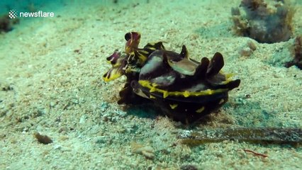 Meet the aptly named "flamboyant cuttlefish"