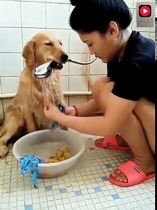 A Dog Real Love With Girl 2021